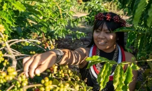 Primeira barista indígena do Brasil transforma o café amazônico em símbolo de cultura, autonomia e inovação