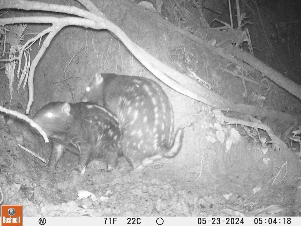 Descobertas Surpreendentes: Roedor Raro e Saguis-Brancos Revelam Fauna Única no Acre