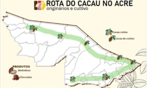 Cacau do Acre: O Segredo da Floresta que Vai Transformar o Futuro do Chocolate Brasileiro