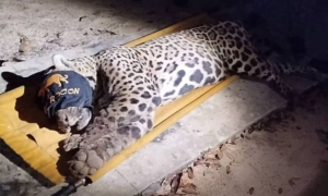 Onça-pintada capturada no Pantanal estava abaixo do peso após ataque fatal a caseiro