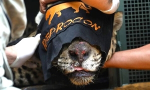 Onça que Atacou Caseiro no Pantanal: Qual o Futuro Desse Animal?