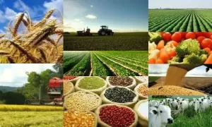 DESTAQUE: A Força da Agropecuária Impulsionou o PIB Brasileiro
