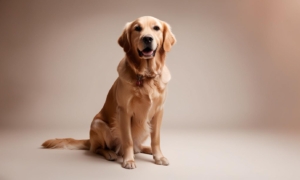 Novas regras para pets em aviões: o que muda com a Lei Joca e como viajar com seu animal em 2025?