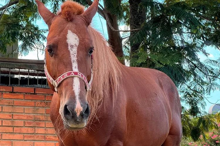 O Legado do Cavalo Caramelo: Símbolo das Mudanças Climáticas e da Conscientização Ambiental