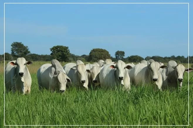 DESTAQUE: Acre Lidera Crescimento no Abate Bovino e Impulsiona Economia Local