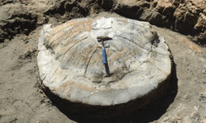 DESCOBERTA: Fóssil de Tartaruga Gigante de 13 Milhões de Anos às Margens do Rio Acre