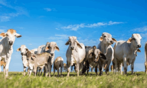 PRODUTIVIDADE: Criação de Bezerros no Acre Modernização é Chave para Sustentabilidade da Pecuária