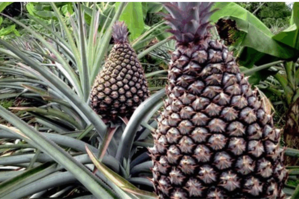 FRUTICULTURA: Dia Mundial do Abacaxi a Importância na Agricultura, Economia e na Cultura Brasileira