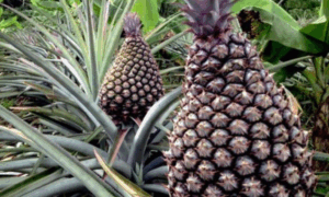 FRUTICULTURA: Dia Mundial do Abacaxi a Importância na Agricultura, Economia e na Cultura Brasileira