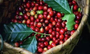 INSEGURANÇA: Cresce o Furto de Café no Brasil com a Saca do Grão Chegando a Valores Recordes