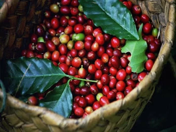 INSEGURANÇA: Cresce o Furto de Café no Brasil com a Saca do Grão Chegando a Valores Recordes