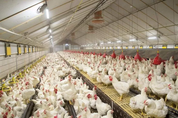 SEGURANÇA: Brasil se Declara Livre da Gripe Aviária e Inicia Retomada do Comércio de Frango