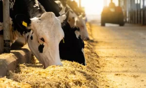 PESQUISA: Redução de Metano na Pecuária Revoluciona Sustentabilidade Agropecuária