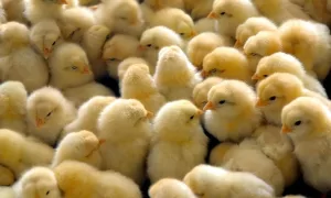 PRODUÇÃO RURAL: SEAGRI Abre Agendamento para Aquisição de Pintos Caipiras de Alta Qualidade