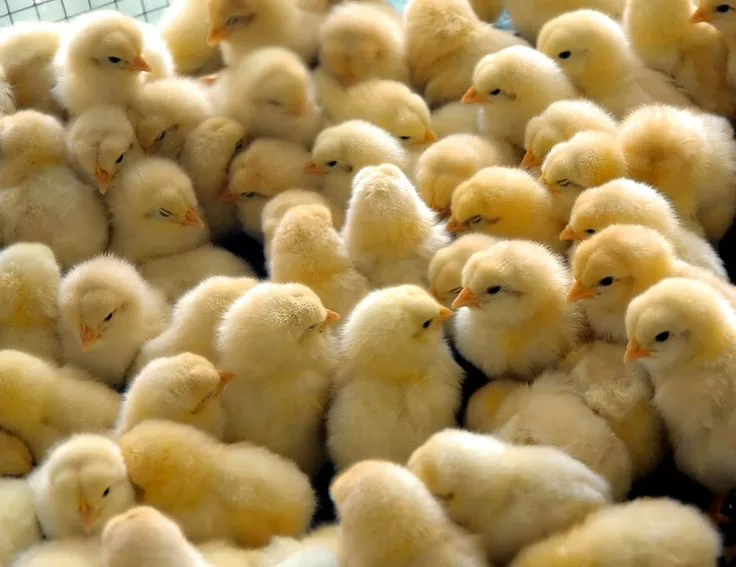 PRODUÇÃO RURAL: SEAGRI Abre Agendamento para Aquisição de Pintos Caipiras de Alta Qualidade