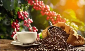 CAPACITAÇÃO: Treinamento em Colheita e Pós-Colheita do Café Robusta Amazônico no Acre