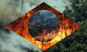 ALERTA: Desmatamento na Amazônia Cai Pela Metade, mas Degradação Explode