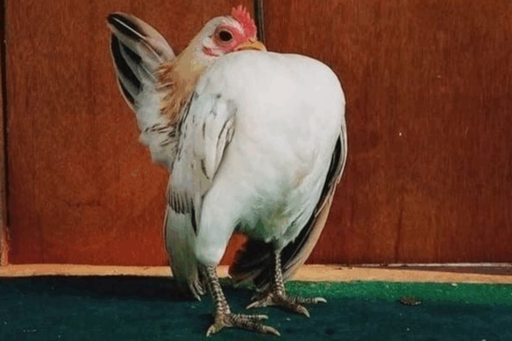 IMPONENTE: Serama a Menor Galinha do Mundo e Carismática Ave Ornamental