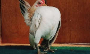 IMPONENTE: Serama a Menor Galinha do Mundo e Carismática Ave Ornamental