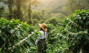 SABOR: Café Resistente ao Calor é A Esperança para o Futuro da Bebida Mais Amada do Mundo