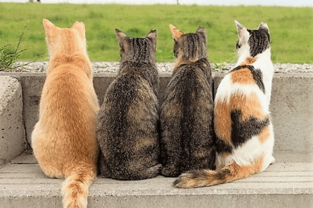 ESPECIAL: Dia Internacional do Gato Celebração e Conscientização