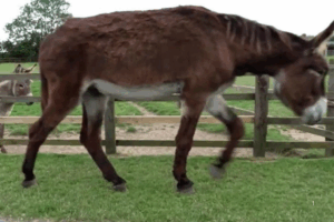 IMPRESSIONANTE: Burros Recordistas No Guinness 2026 com Altura e Orelhas Gigantes Reconhecidas