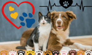 RIGOR: Crime Contra Animais Impede Acesso a Cargos Públicos e a Licitações Estaduais no Acre