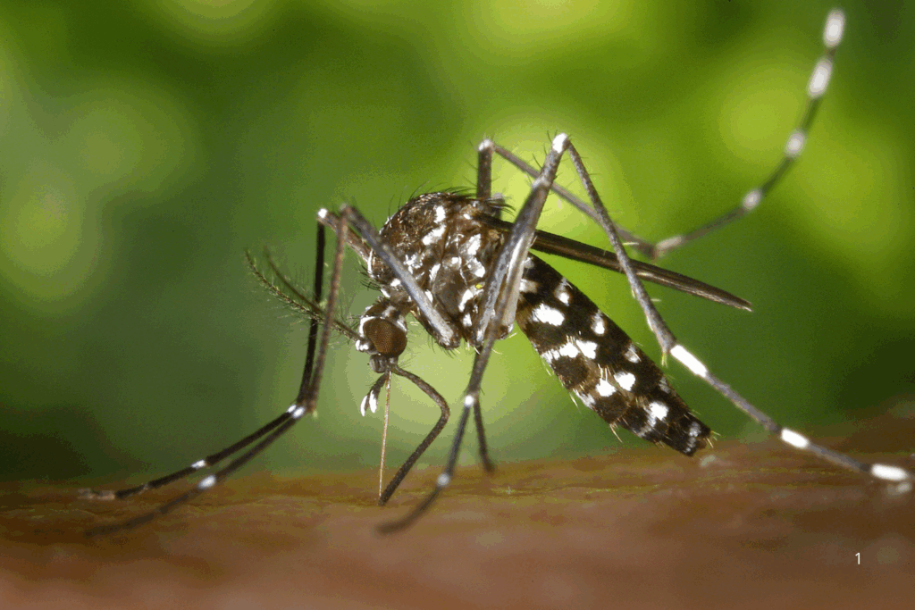 ALERTA: Aquecimento Global Pode Favorecer Crescimento do Mosquito Aedes