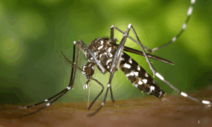 ALERTA: Aquecimento Global Pode Favorecer Crescimento do Mosquito Aedes