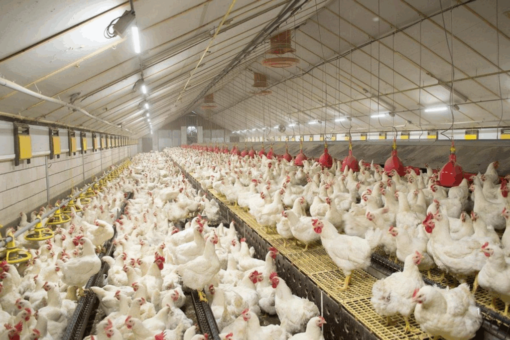 AUTORIZADO: Europa Remove Restrição e Reconhece Brasil Livre da Gripe Aviária