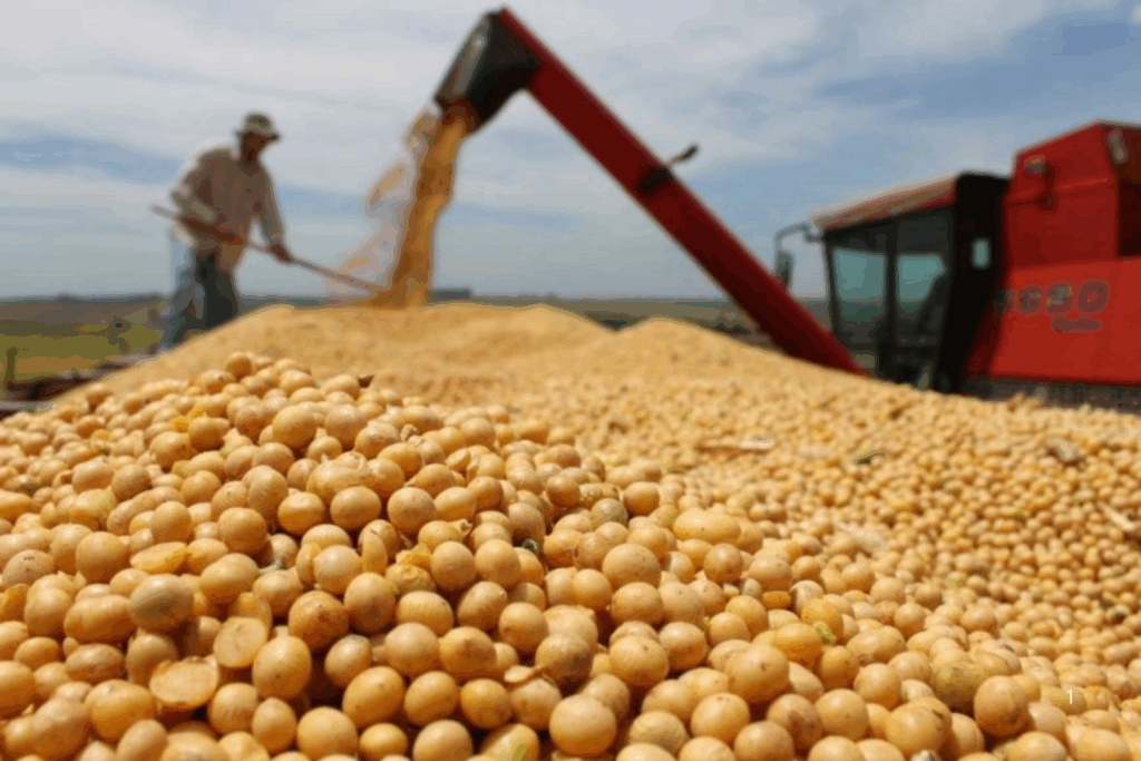 PRODUÇÃO: Colheita de Grãos Atinge Novo Recorde no Brasil Safra 2024/25