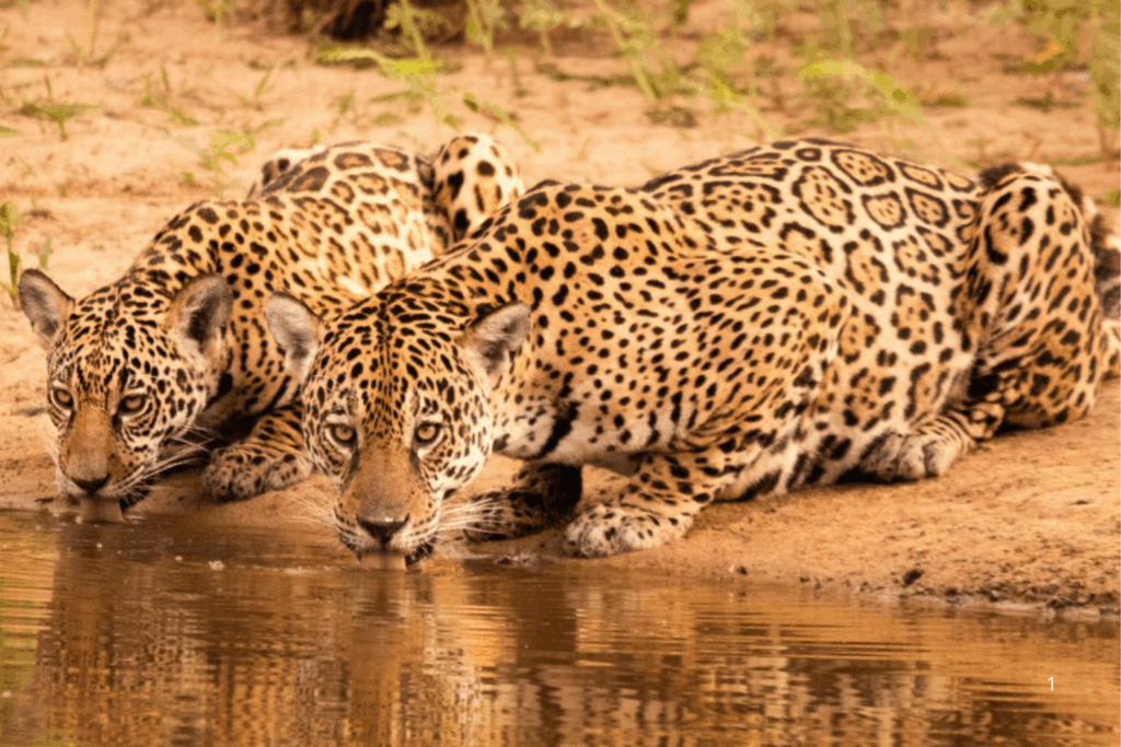 CONSERVAÇÃO: Países Sul-Americanos Buscam Criar Corredor Ecológico para Proteger Biodiversidade