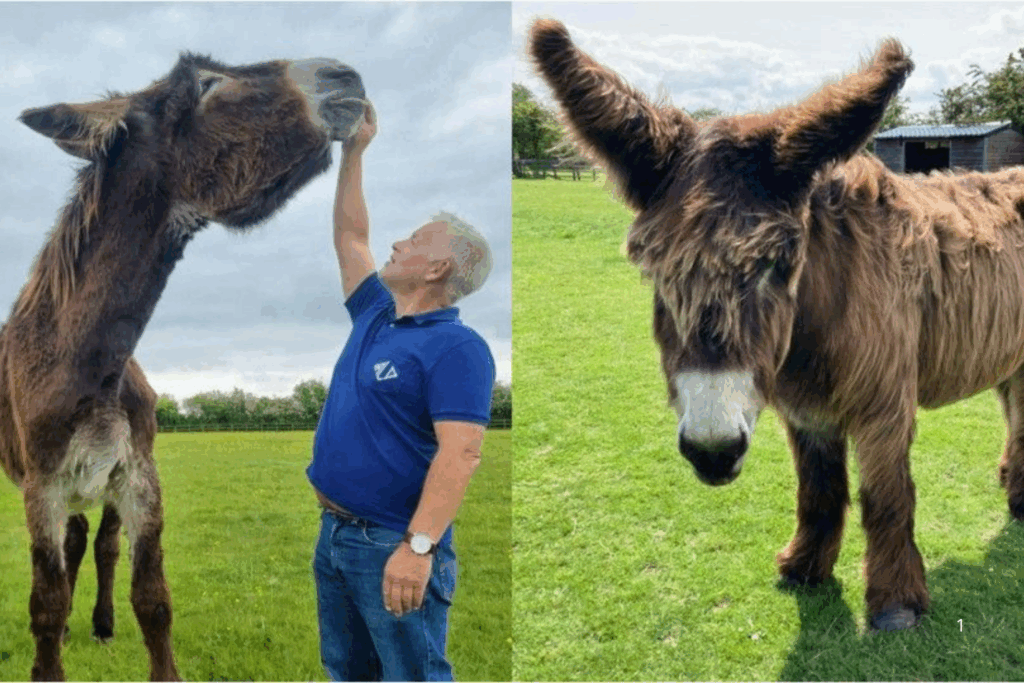 IMPRESSIONANTE: Burros Recordistas No Guinness 2026 com Altura e Orelhas Gigantes Reconhecidas