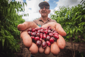 Cafés acreanos brilham no concurso nacional, destacando a qualidade e tradição da produção local de café no Brasil.