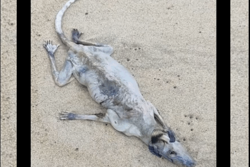 MISTÉRIO: Animal Desconhecido Chama Atenção dos Banhistas na Praia de Maresias