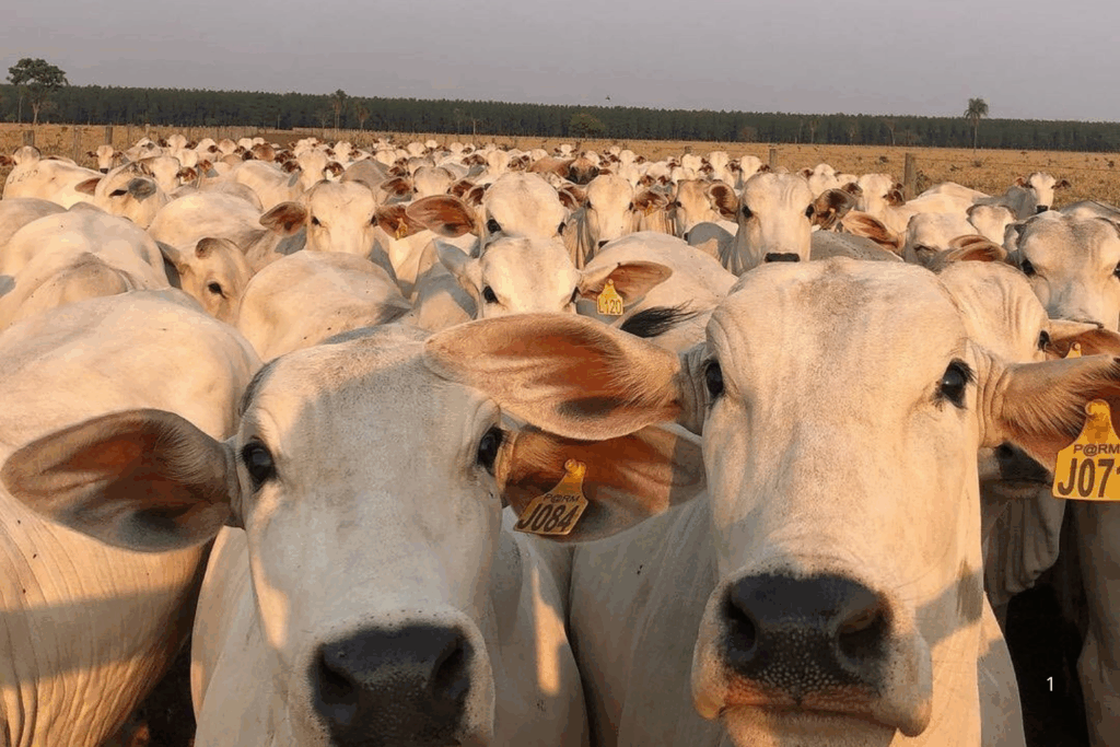 SUSTENTABILIDADE: Pecuária Mais Eficiente Impulsiona a Produtividade no Agronegócio do Acre