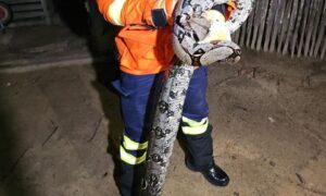 RESGATE: Jiboia De 1,5 Metro Capturada após Atacar Galinhas em Quintal no Acre