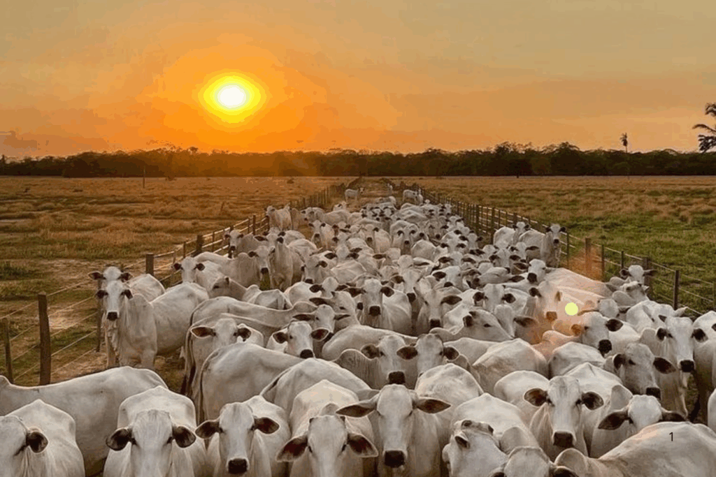 PRIORIDADE: Prorrogação da Declaração de Rebanhos no Acre; Não Perca a Nova Data!