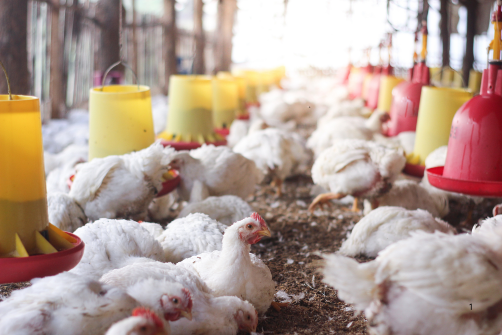 SUPERAÇÃO: Brasil Aumenta Exportação de Frango Mesmo Após Gripe Aviária