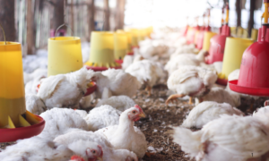 SUPERAÇÃO: Brasil Aumenta Exportação de Frango Mesmo Após Gripe Aviária