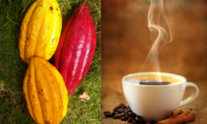 DESTAQUE: Café e Cacau Brasileiros são Preferidos nas Dietas Americanas