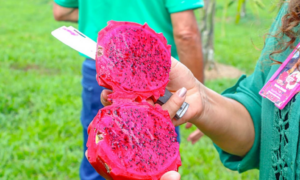 DESTAQUE: Produção de Pitaya Impulsiona Empreendedorismo Rural e Ganha Apoio da Prefeitura em Rio Branco