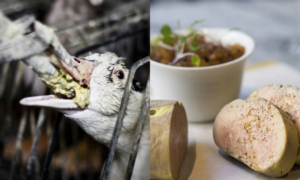 APROVADO: Câmara Avança para Proibir Foie Gras no Brasil e Projeto Chega ao Plenário