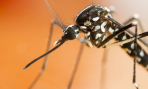 AVANÇO: Casos de Dengue Despencam mais de 80% no Acre no Início de 2026 Estado Não Registra Mortes