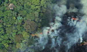 AVANÇO: Cinco Cidades do Acre Recebem Verba para Reforçar Combate ao Desmatamento