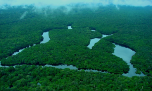 CONTROLE: Desmatamento Cai na Amazônia e no Cerrado; Amazônia Registra Menor Índice da Série Histórica