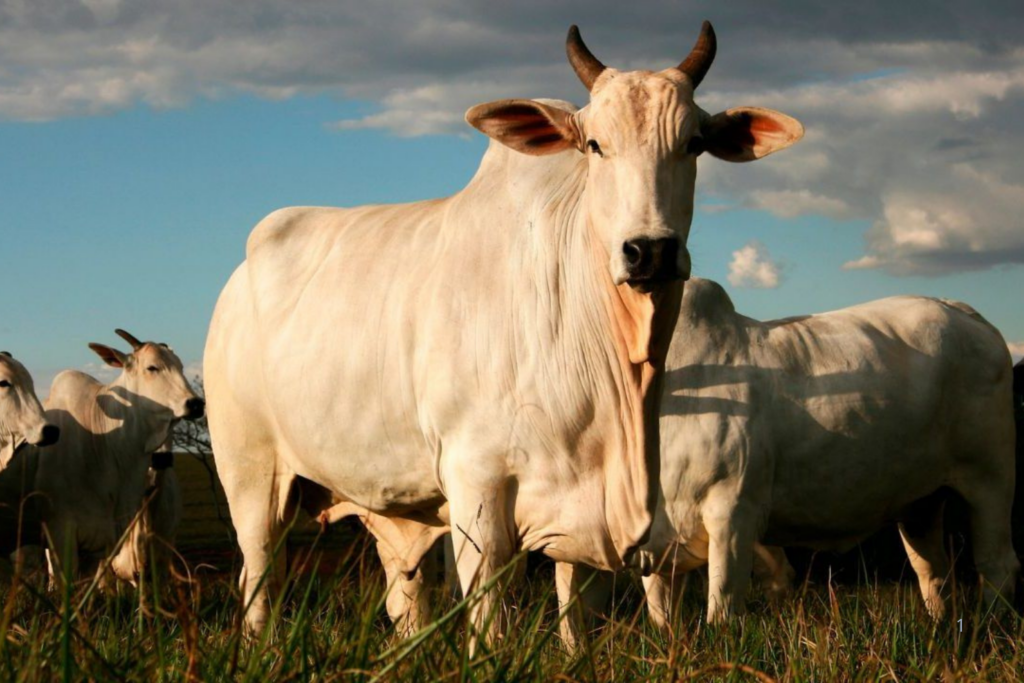 IMPACTO: União Europeia Mantém Veto à Carne do Brasil e Bloqueio Deve Durar pelo Menos Dois Anos