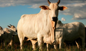 IMPACTO: União Europeia Mantém Veto à Carne do Brasil e Bloqueio Deve Durar pelo Menos Dois Anos