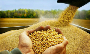 REGRAS: Lei 15.490 Amplia Venda em Balcão e Permite Acesso a Novos Produtos para Alimentação Animal