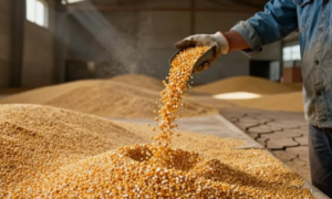 DISPUTA: Trump Compartilha Post Comparando Custos Entre Agricultores Americanos e Brasileiros